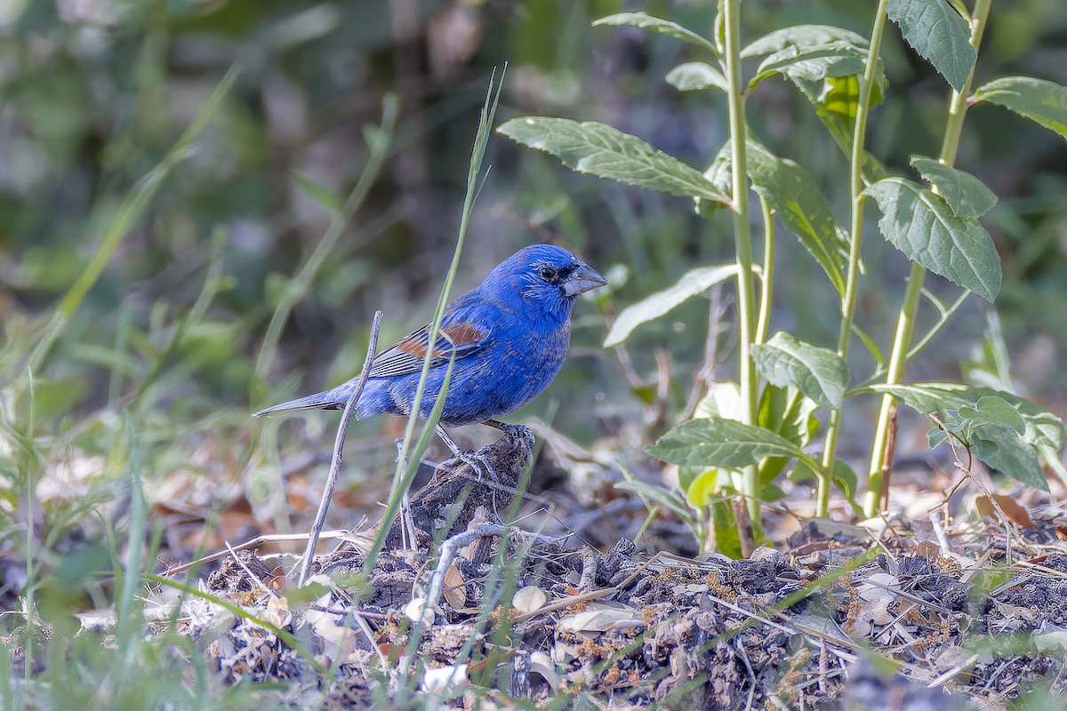 Blue Grosbeak - ML633695577