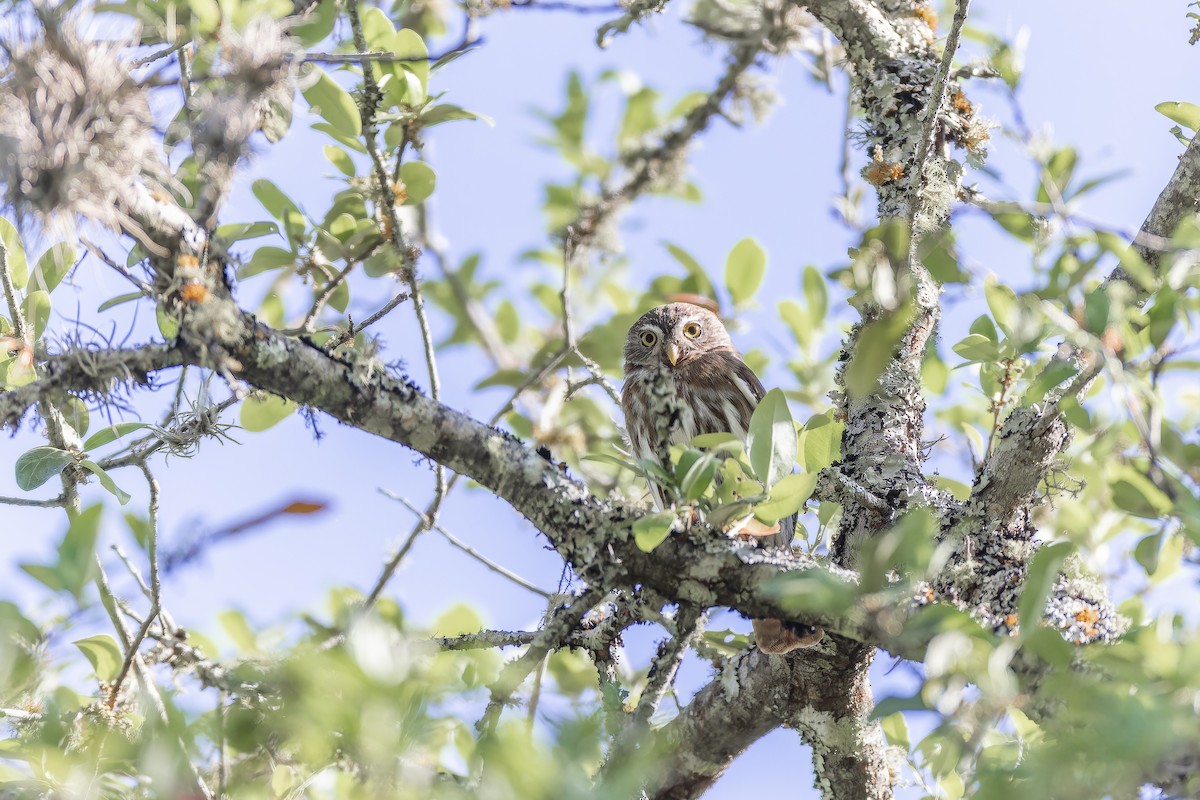 Ferruginous Pygmy-Owl - ML633695599