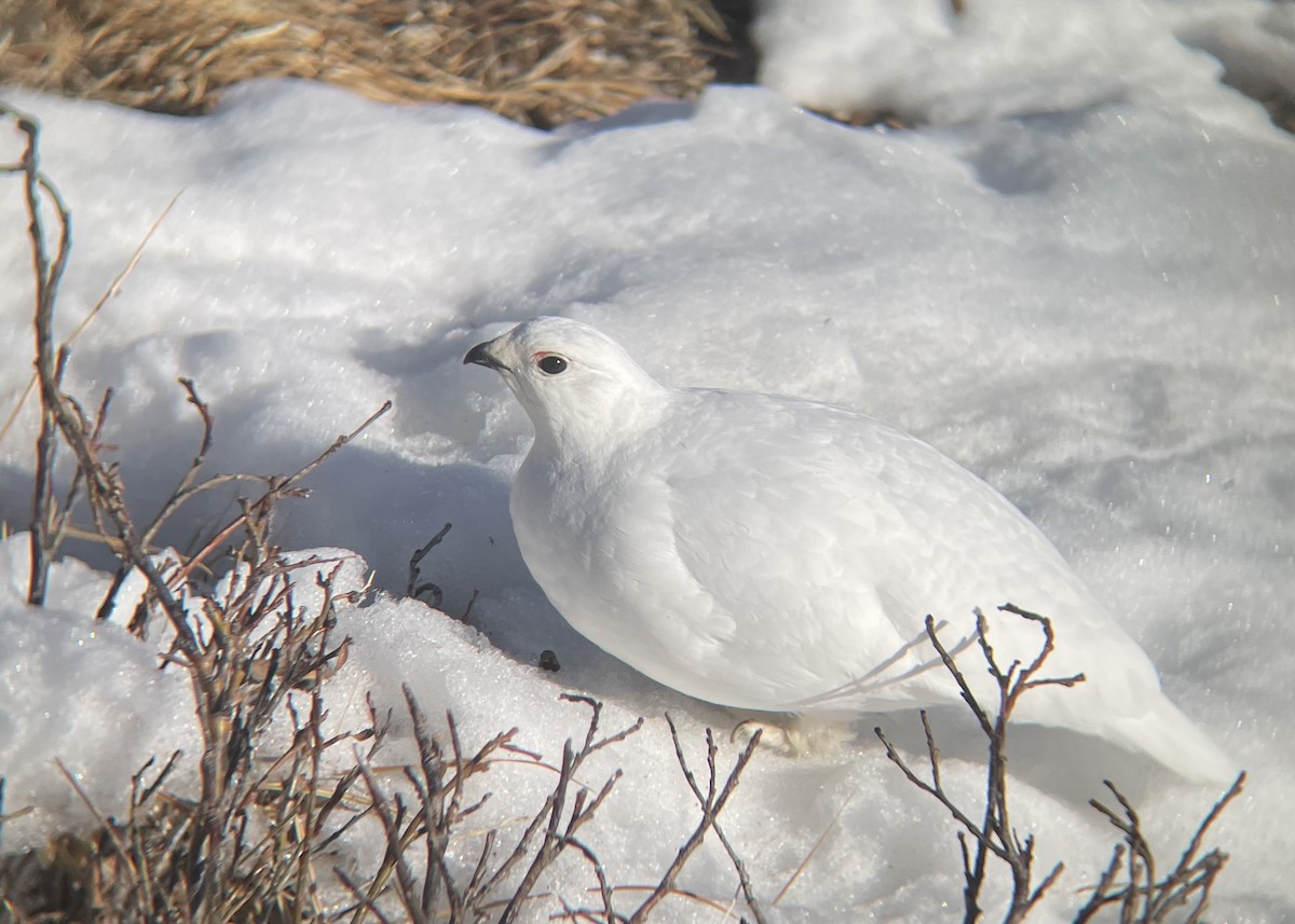 White-tailed Ptarmigan - James Kachline