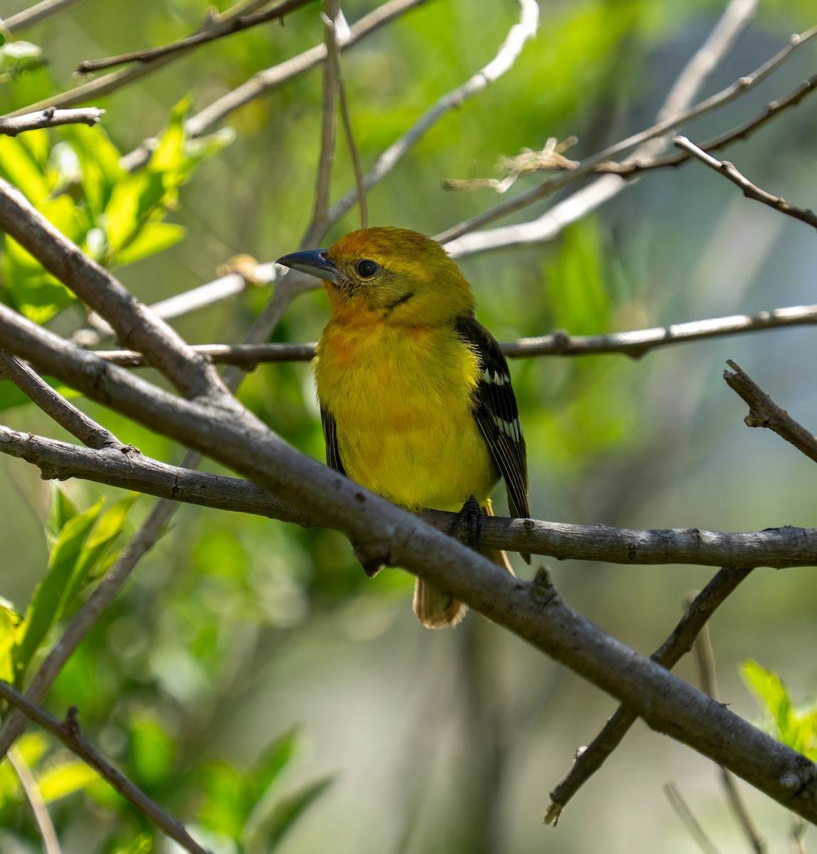 Piranga Estriada - ML633695779