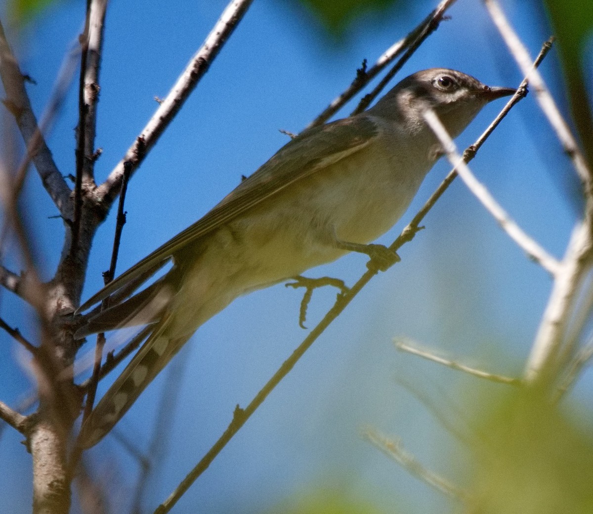 Horsfield's Bronze-Cuckoo - ML633695888