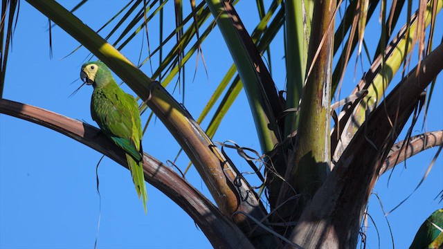 Red-bellied Macaw - ML633695928