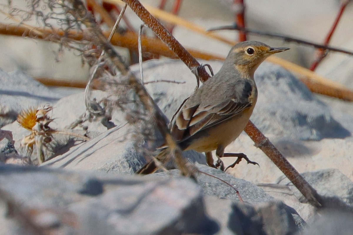 American Pipit - ML633695939