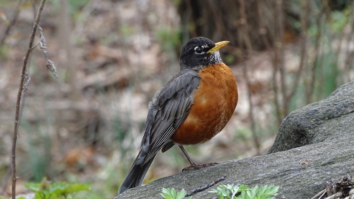 American Robin - ML633695942