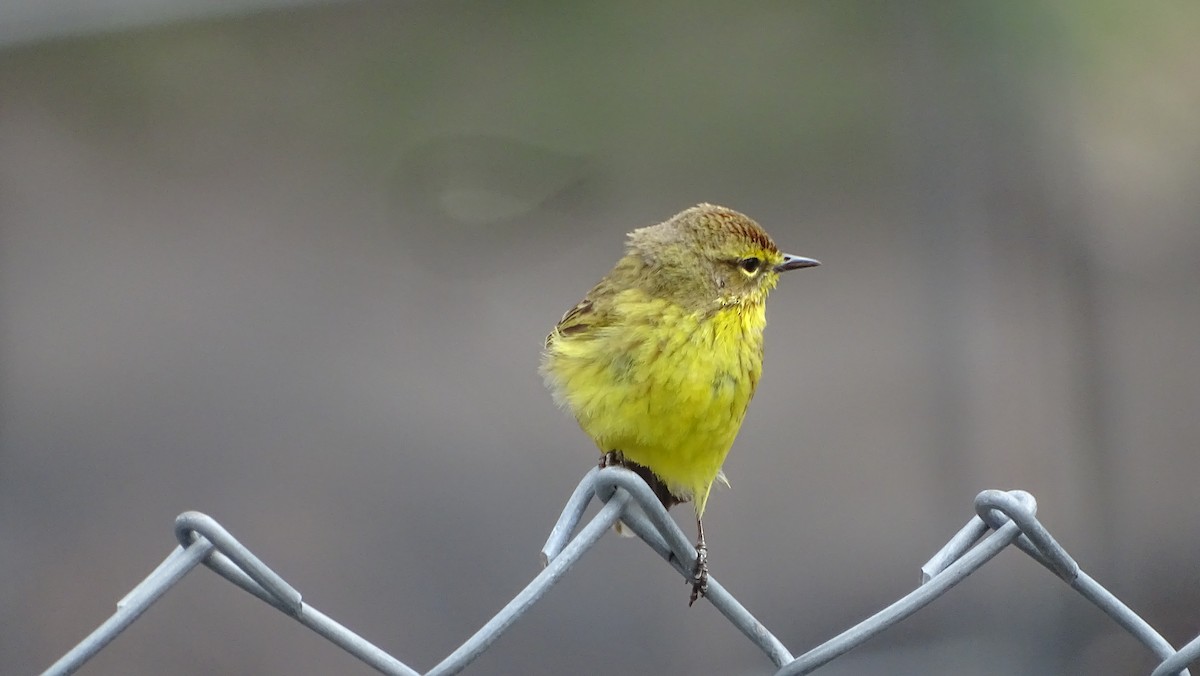 Palm Warbler - ML633695958