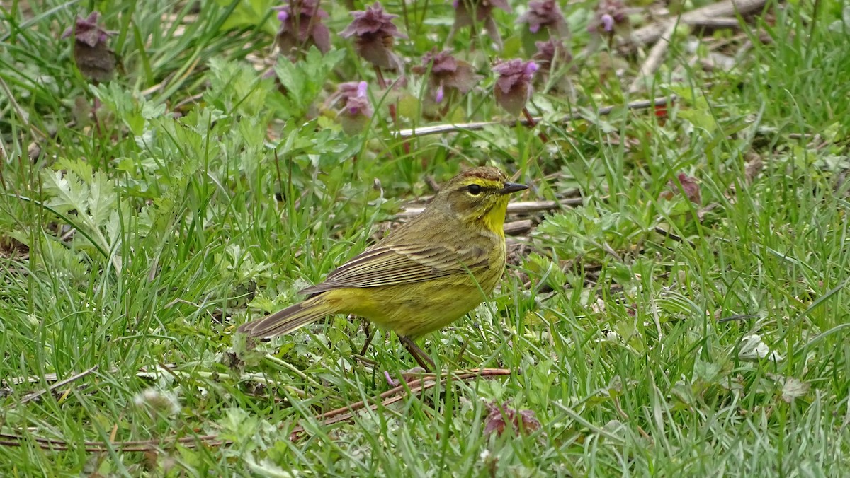 Palm Warbler - ML633695960