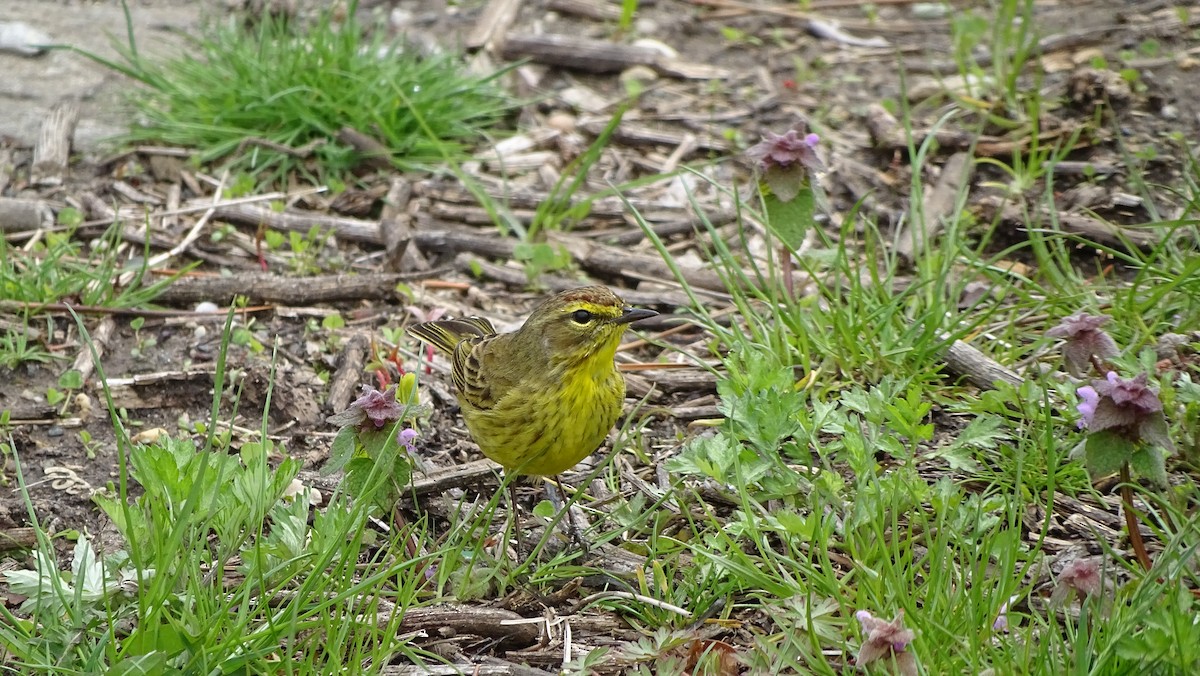 Palm Warbler - ML633695961