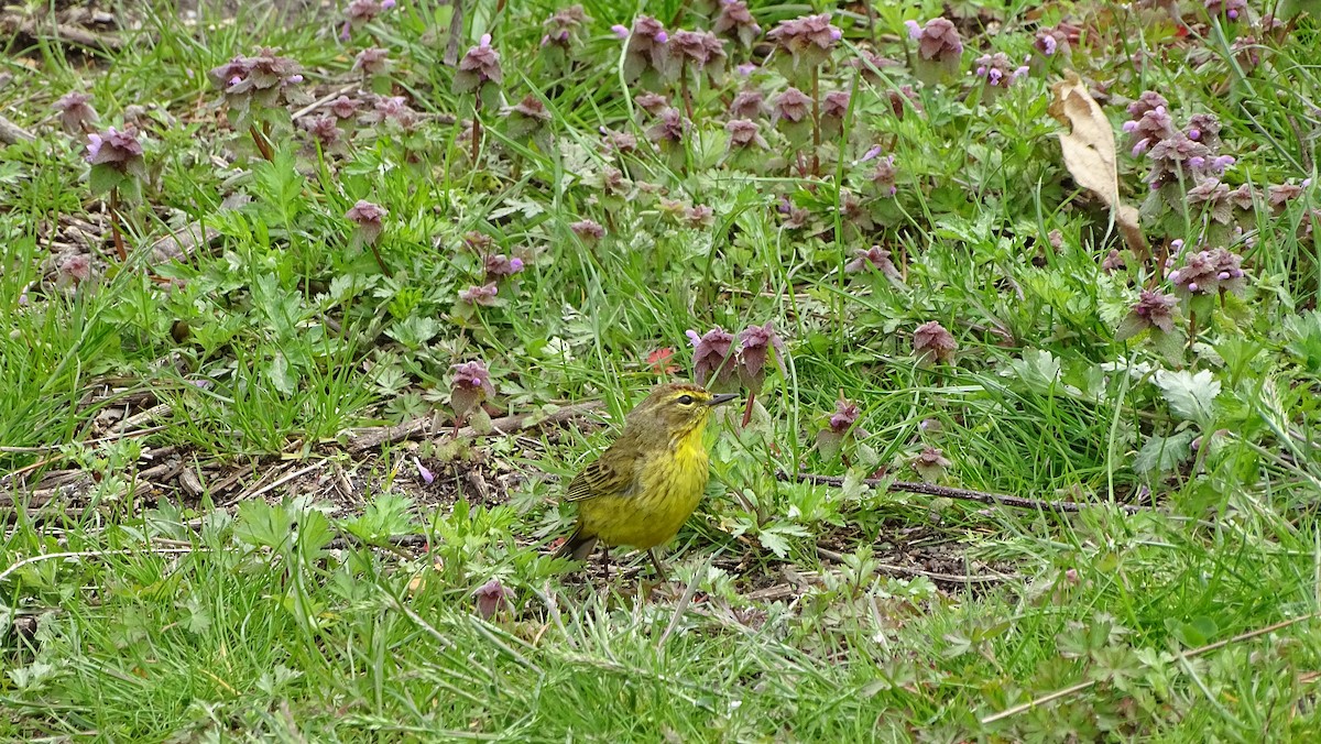 Palm Warbler - ML633695962