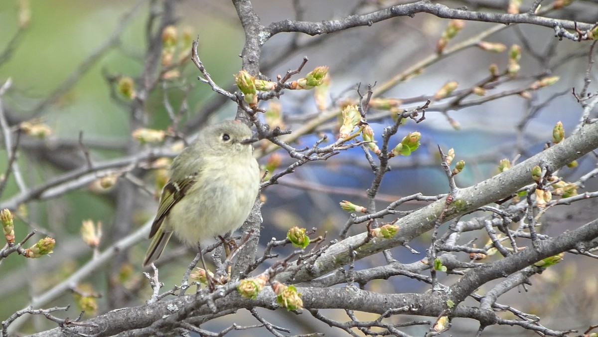 Ruby-crowned Kinglet - ML633695981
