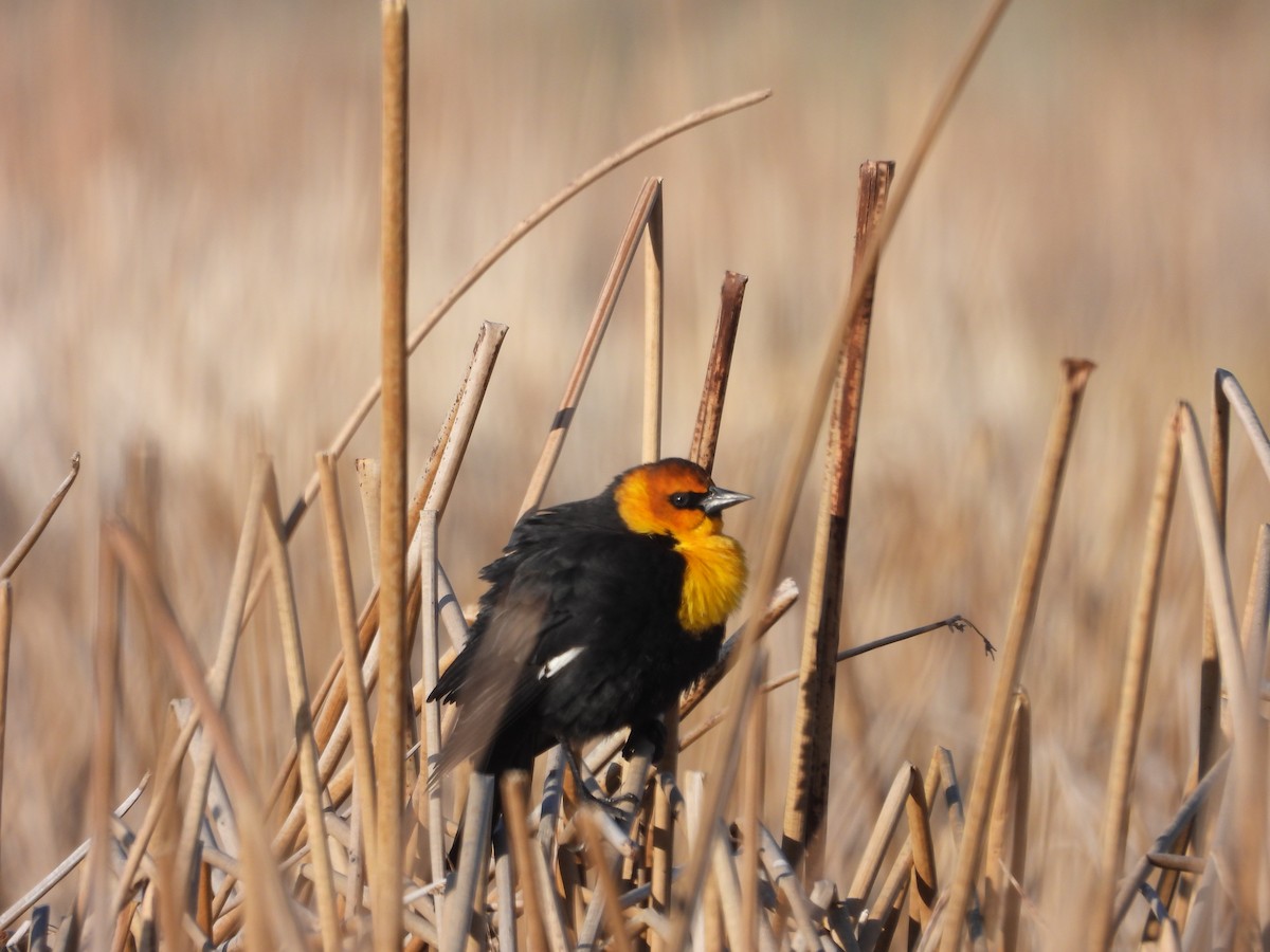 Yellow-headed Blackbird - ML633696014