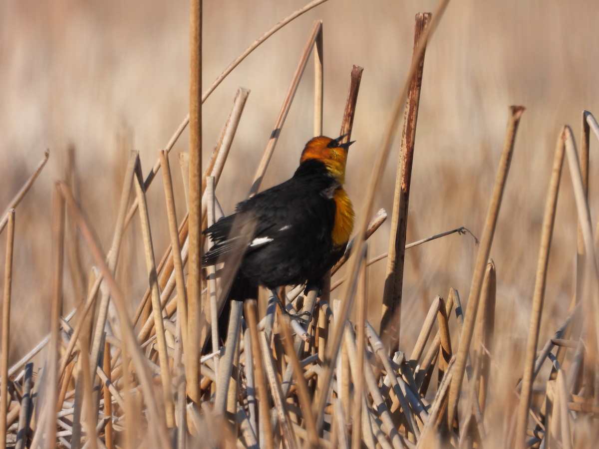 Yellow-headed Blackbird - ML633696015