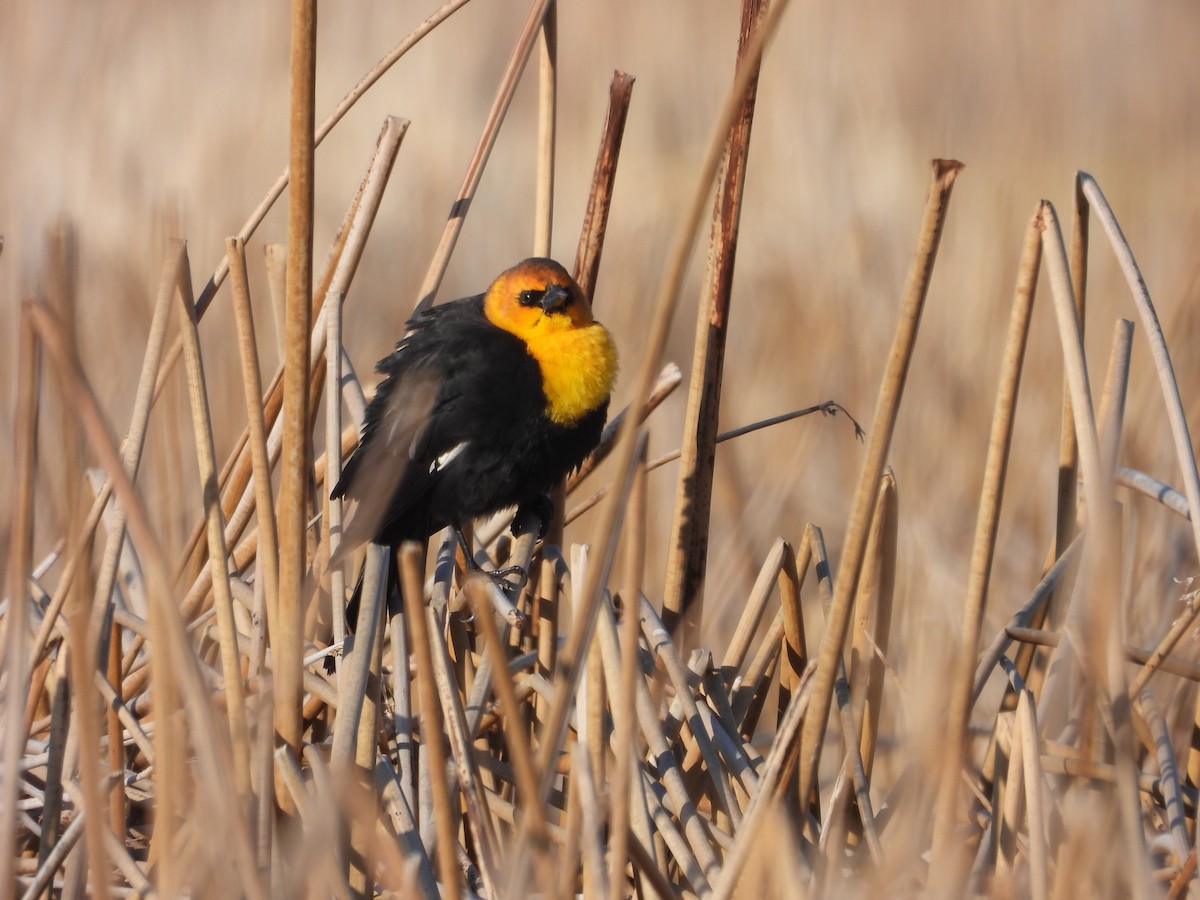 Yellow-headed Blackbird - ML633696016