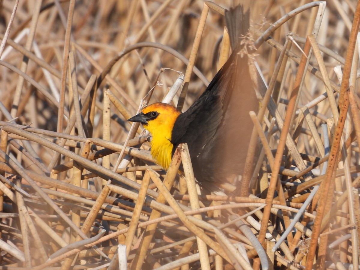 Yellow-headed Blackbird - ML633696018