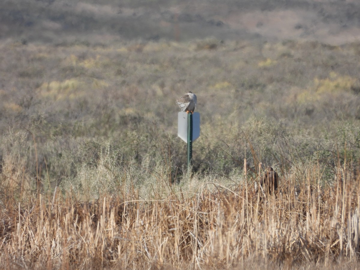 Northern Harrier - ML633696147