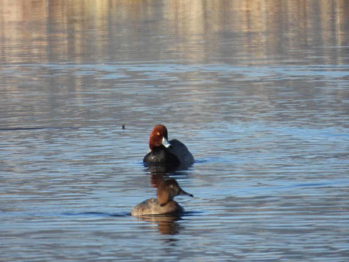 Redhead - ML633696188