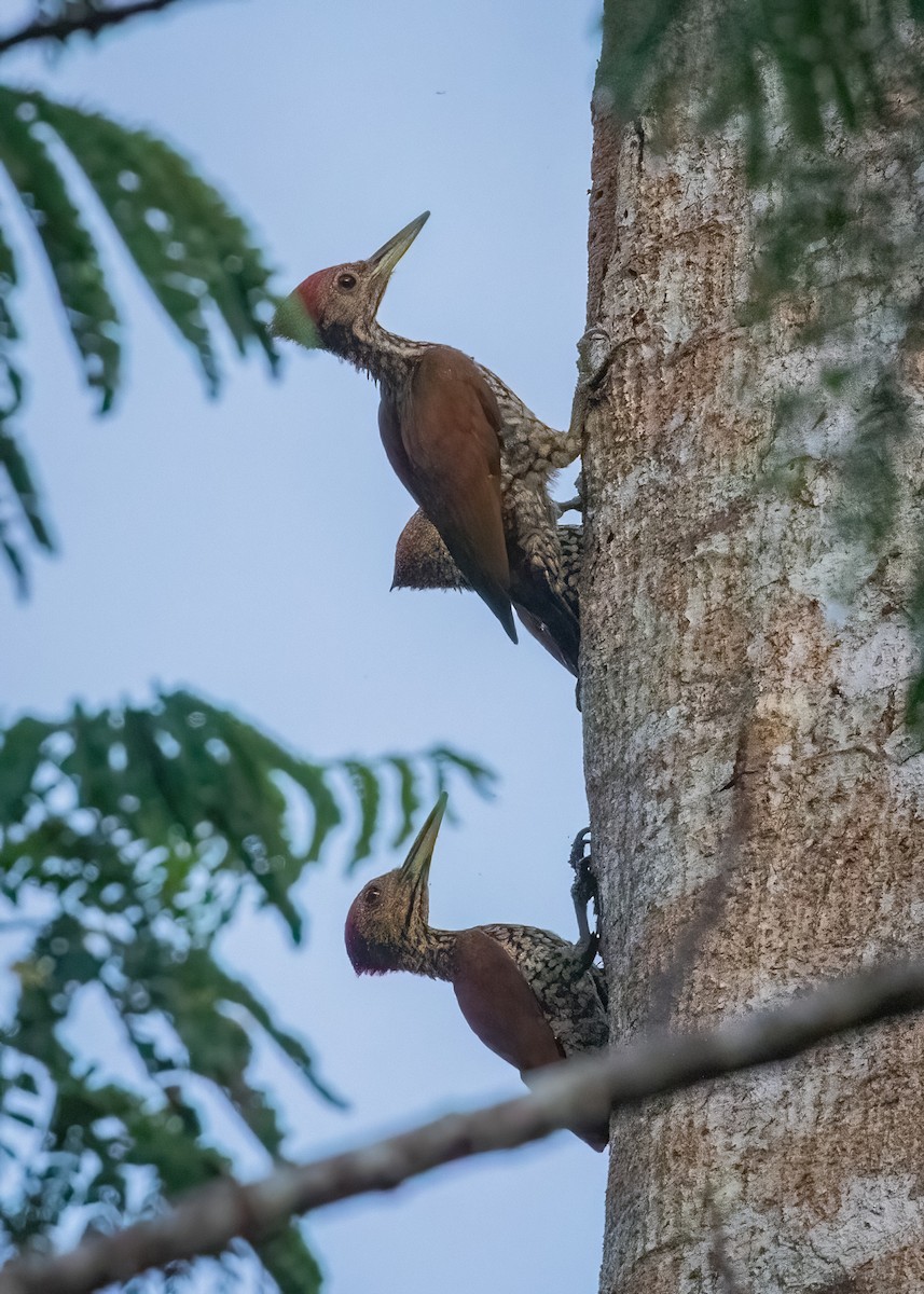 Buff-spotted Flameback - ML633696721