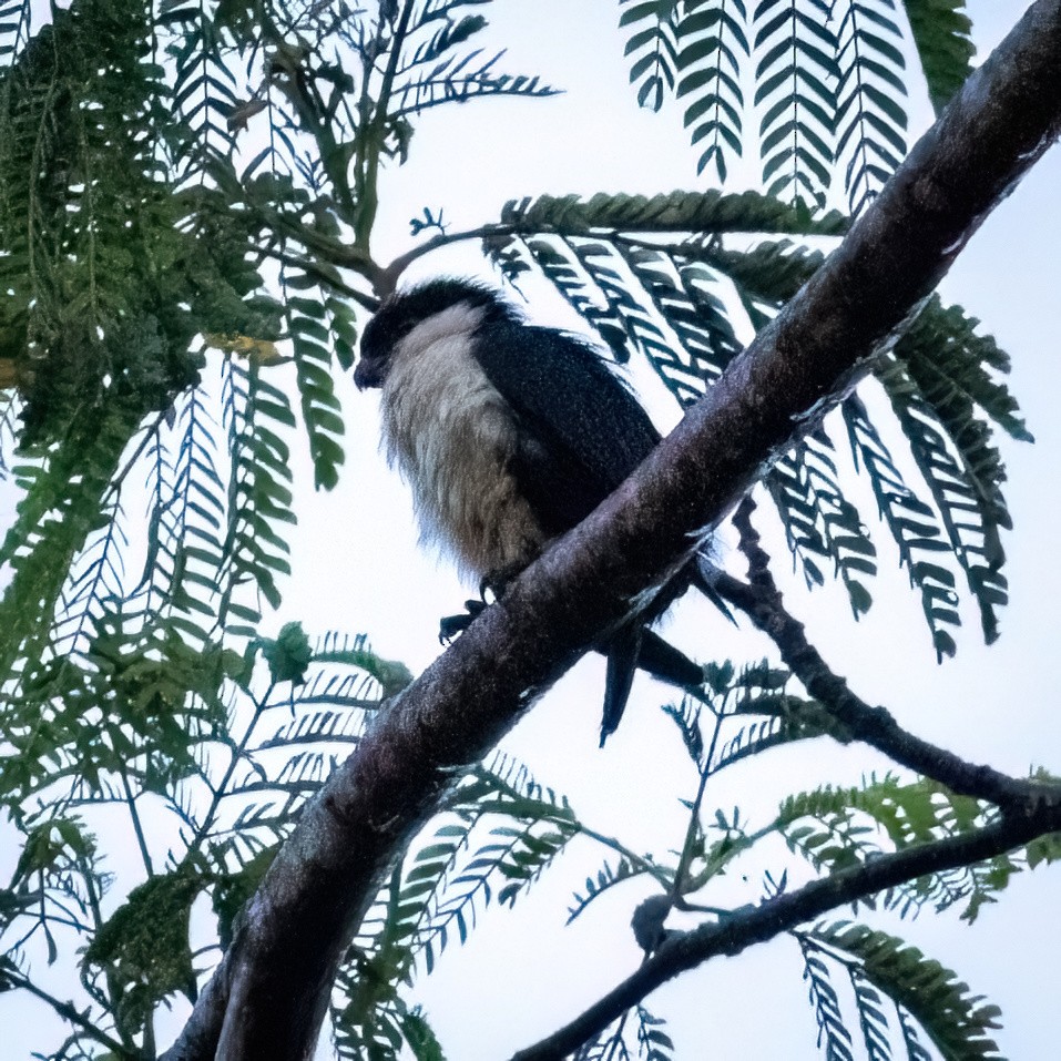 Philippine Falconet - ML633696746