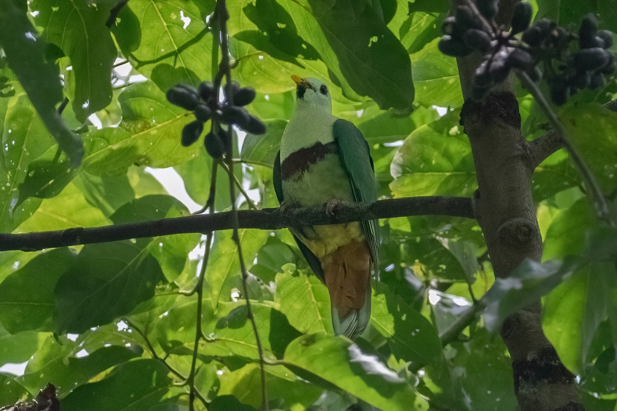 Black-chinned Fruit-Dove - ML633696778
