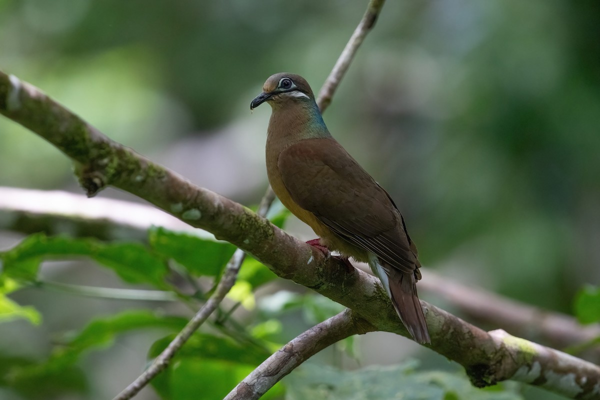 White-eared Brown-Dove - ML633696853
