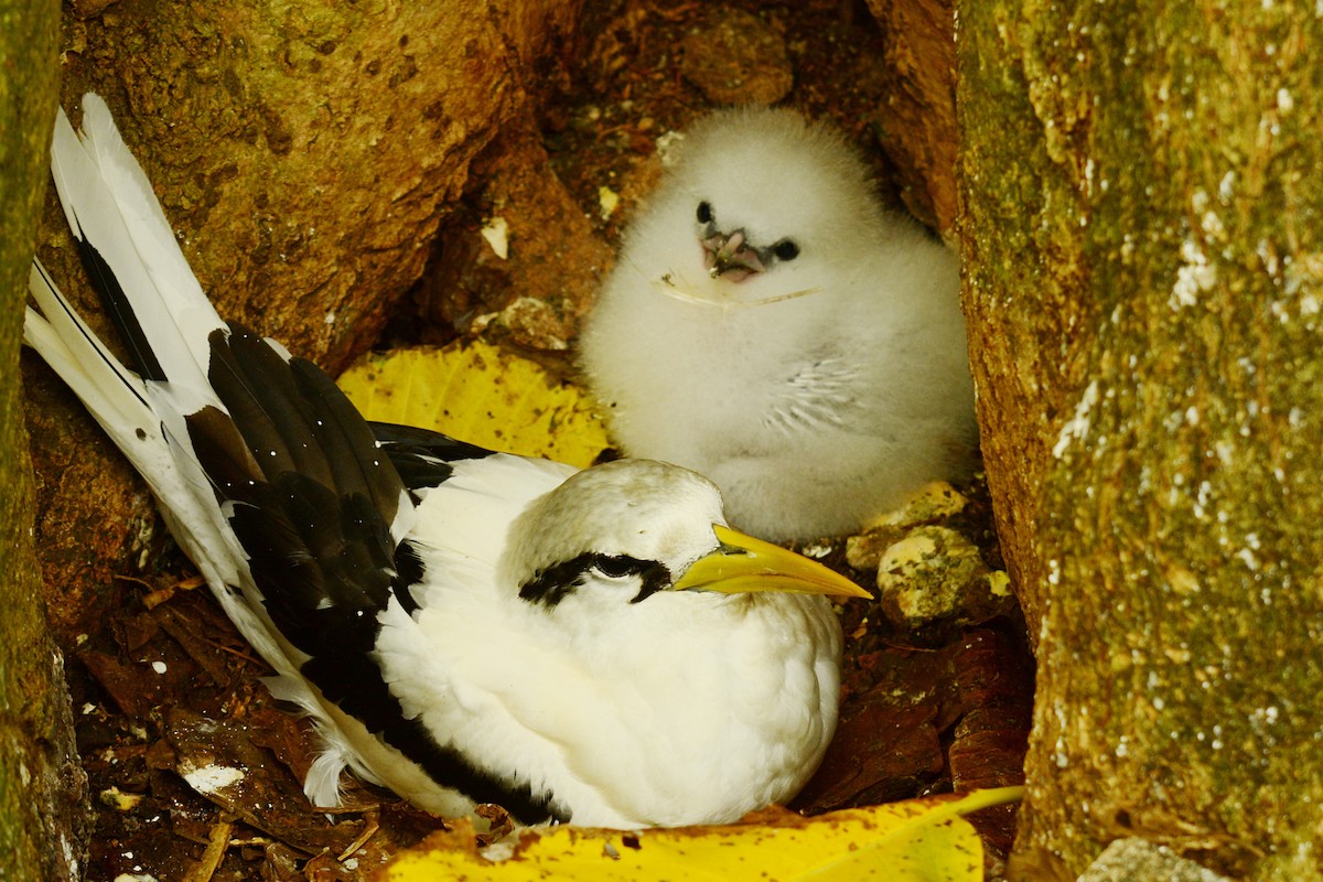 White-tailed Tropicbird - ML633696914