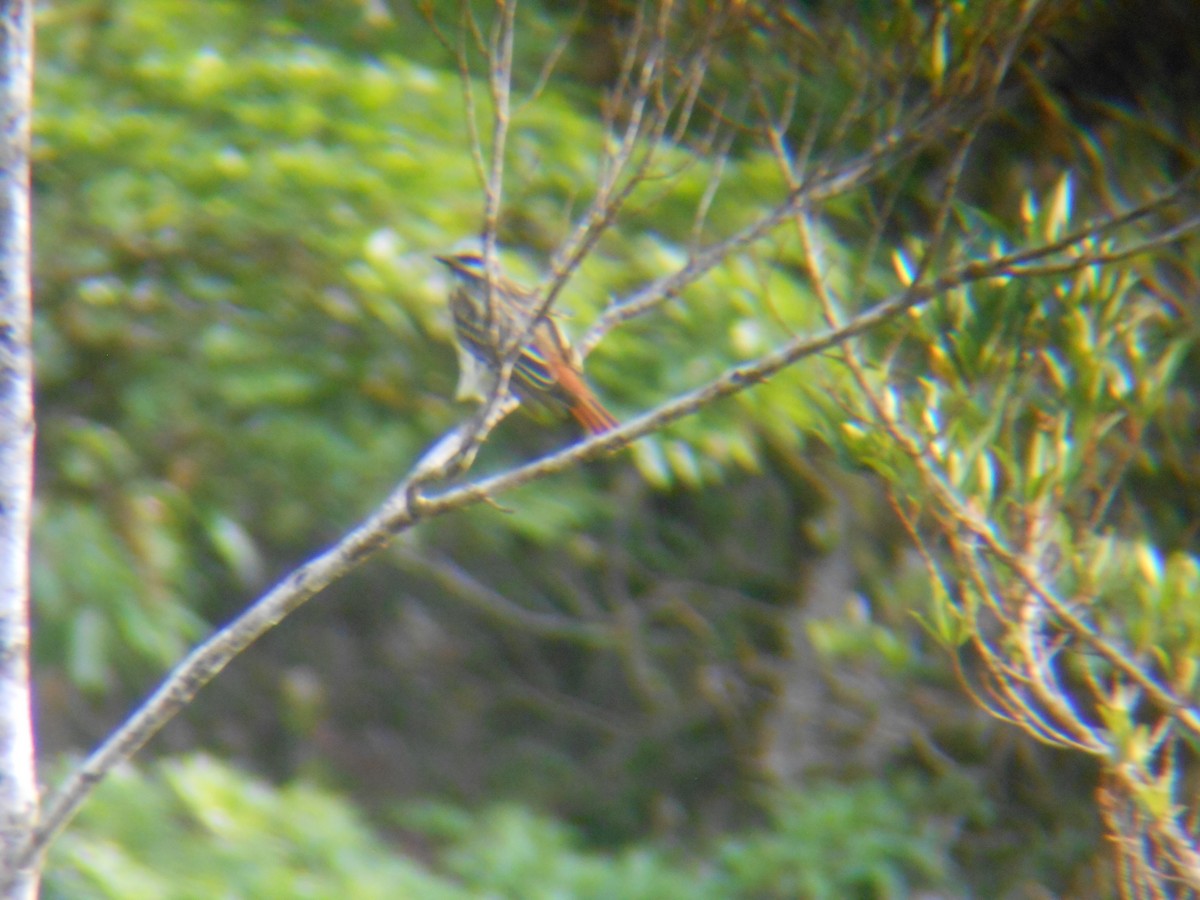 Sulphur-bellied Flycatcher - ML633697313