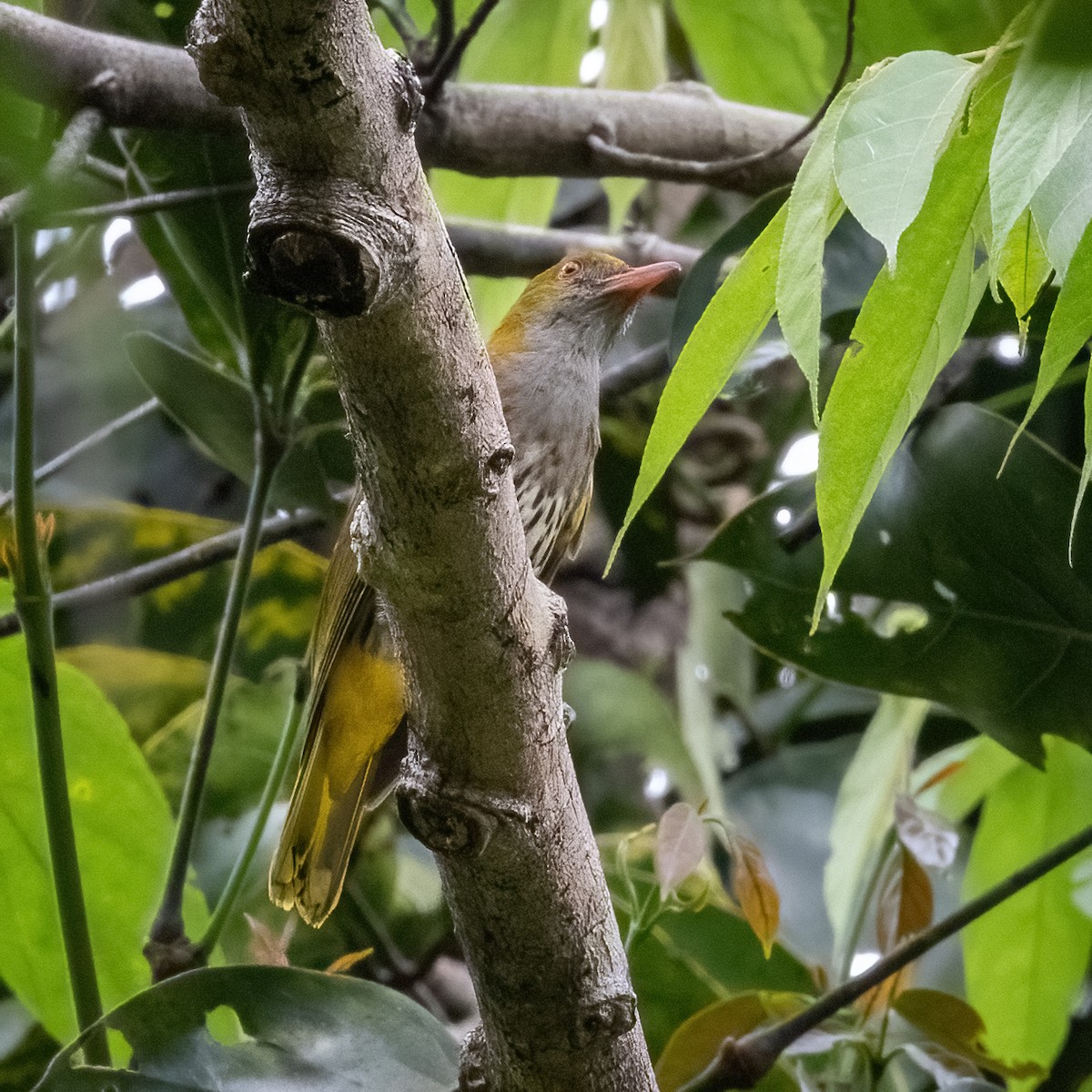 Philippine Oriole - ML633697314