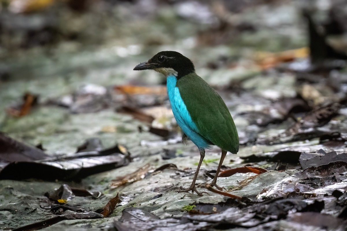 Azure-breasted Pitta - ML633697352