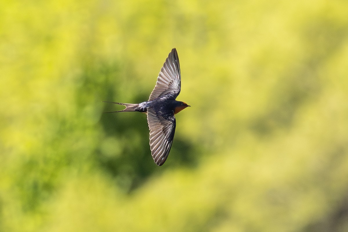 Barn Swallow - ML633697527