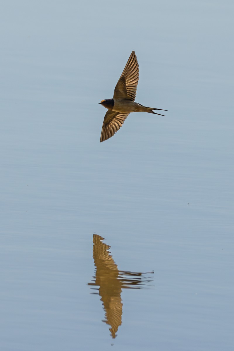 Barn Swallow - ML633697528