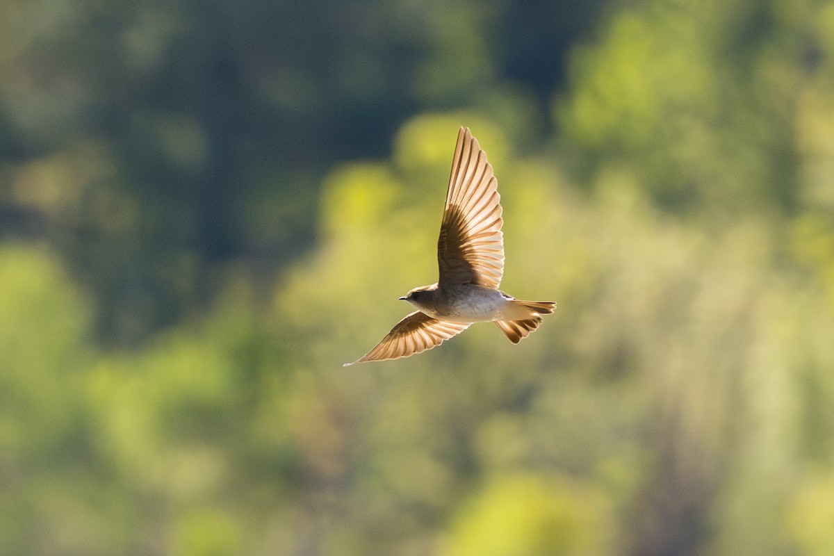 Northern Rough-winged Swallow - ML633697541