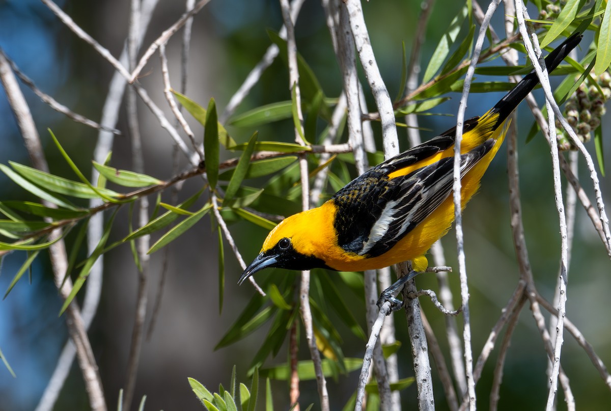 Hooded Oriole - ML633697567