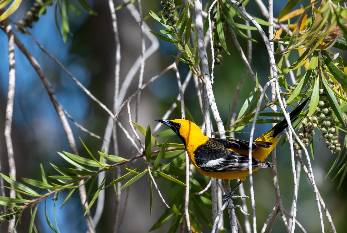 Hooded Oriole - ML633697568