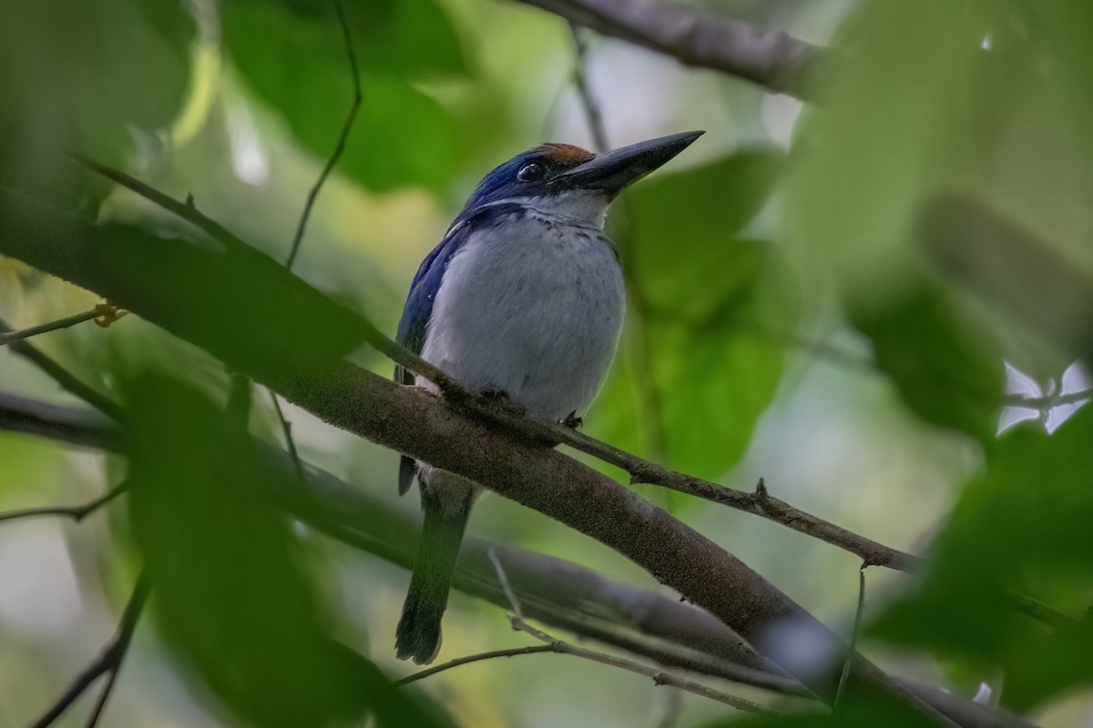 Rufous-lored Kingfisher - ML633697627