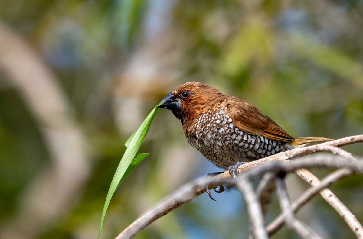 Scaly-breasted Munia - ML633697654