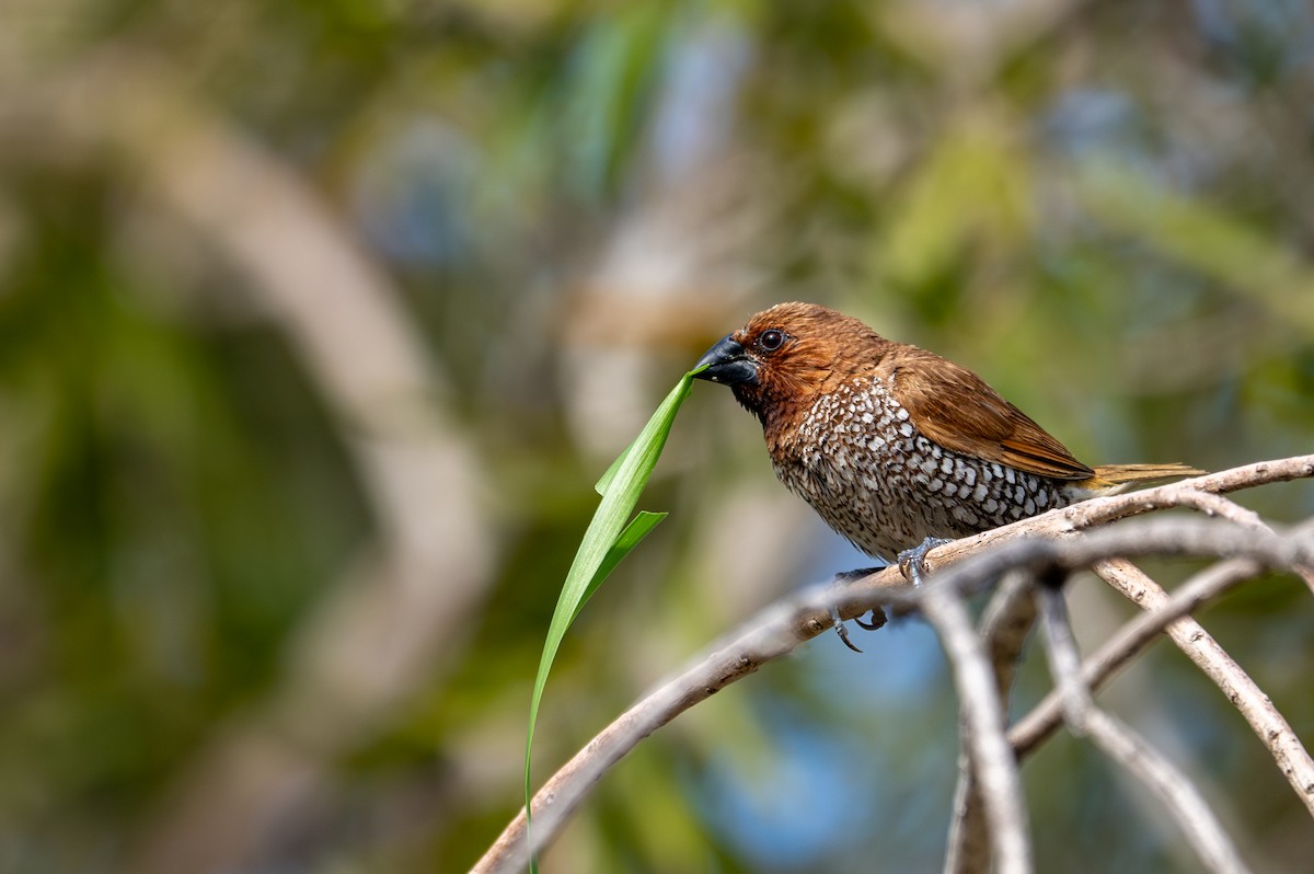 Scaly-breasted Munia - ML633697656