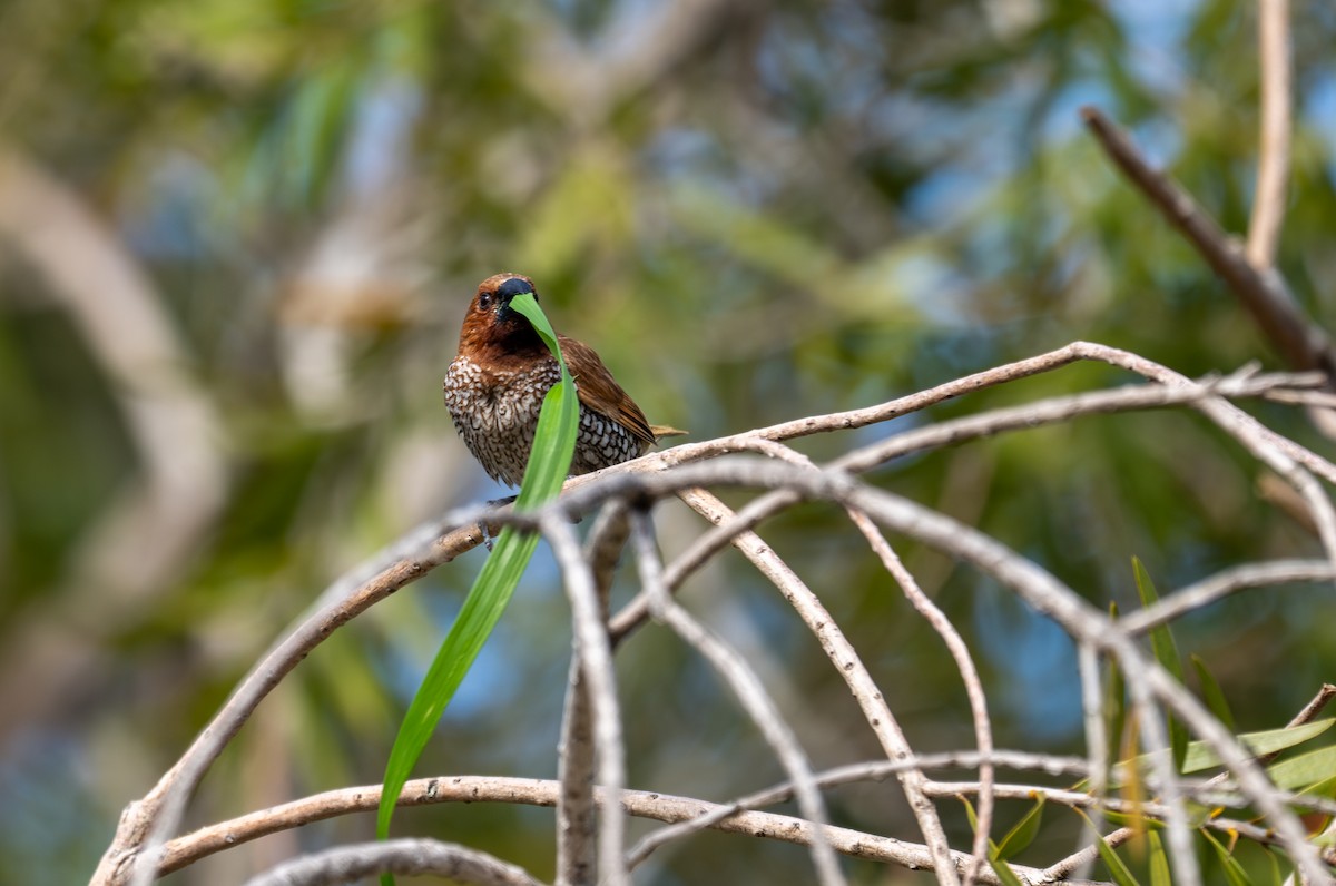 Scaly-breasted Munia - ML633697661