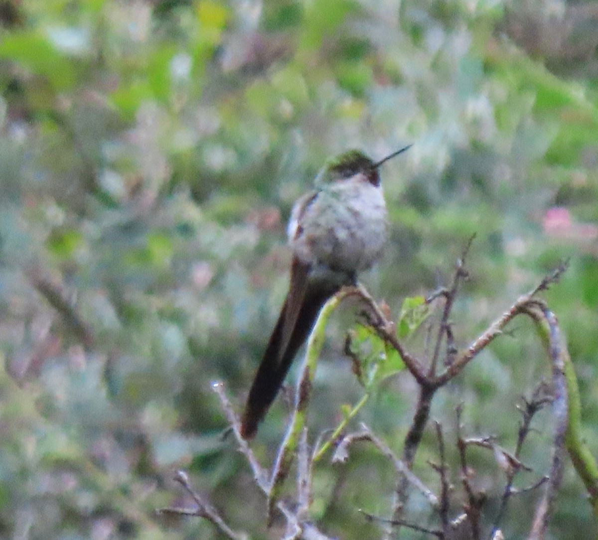 gråbukkolibri - ML633697703