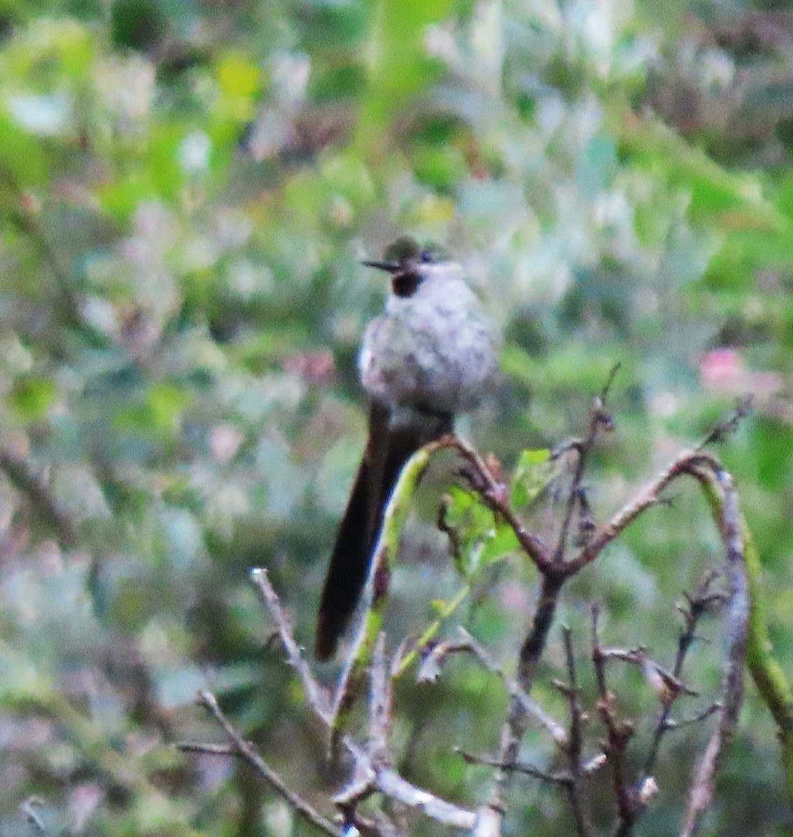 gråbukkolibri - ML633697704