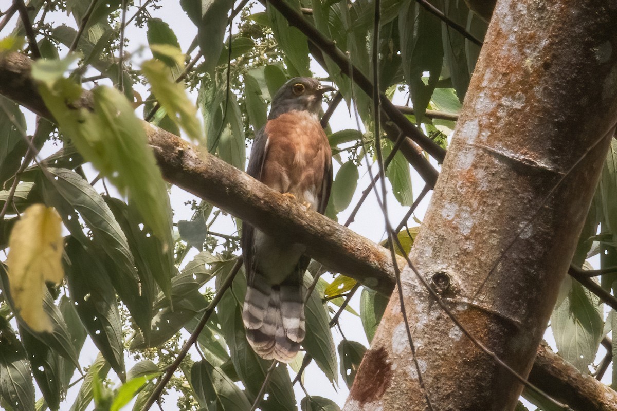Philippine Hawk-Cuckoo - ML633697725