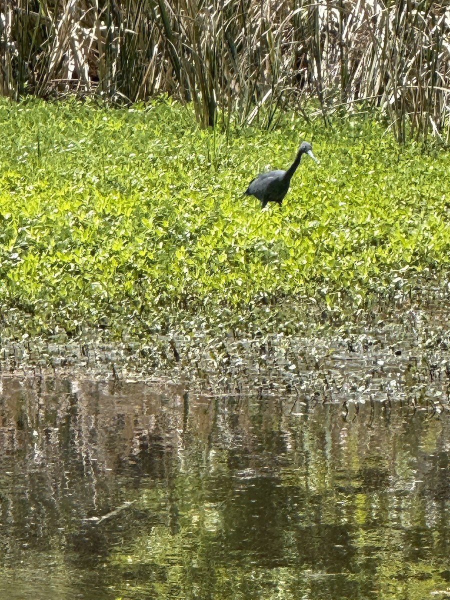 Little Blue Heron - ML633697745