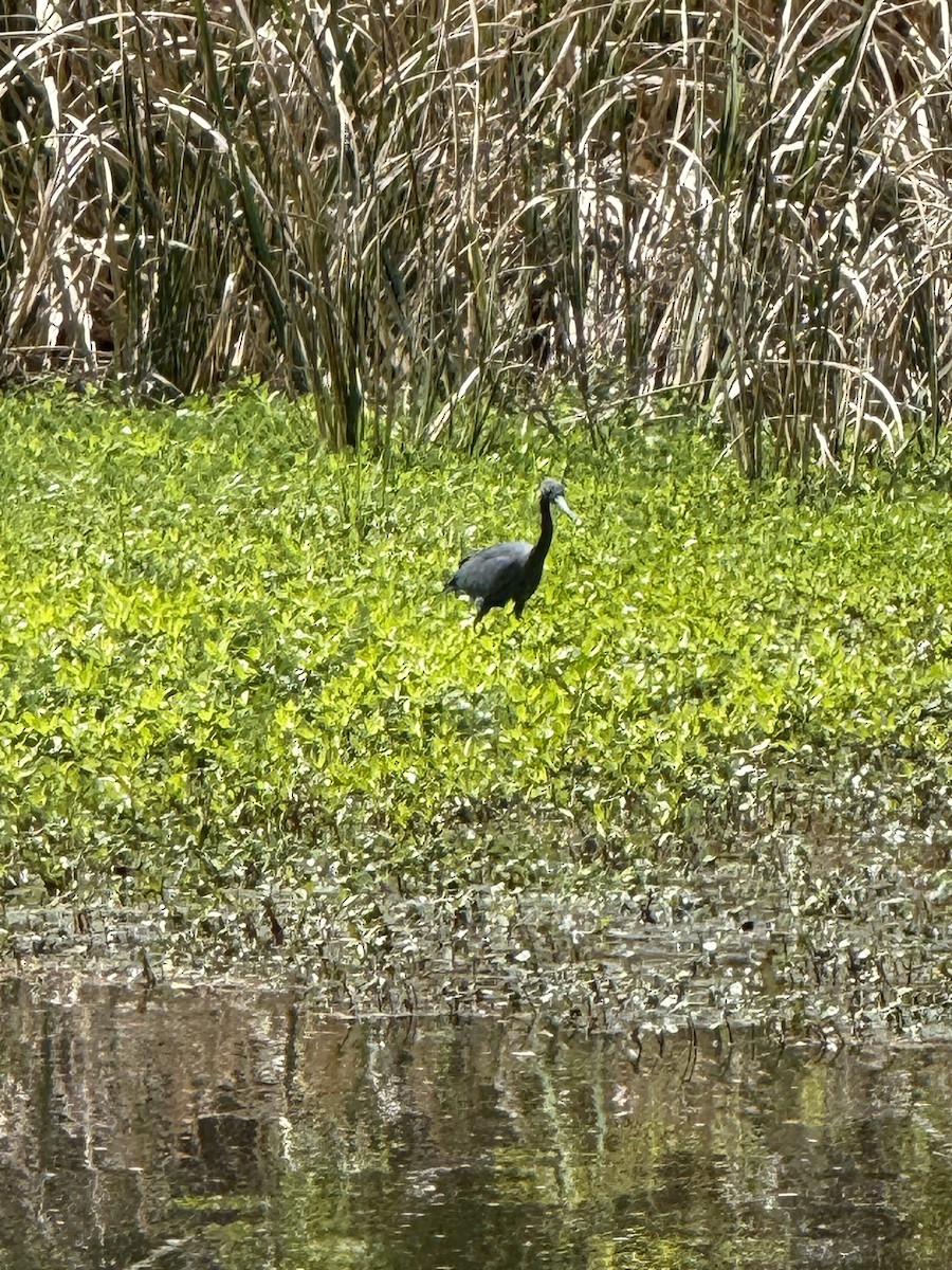 Little Blue Heron - ML633697746