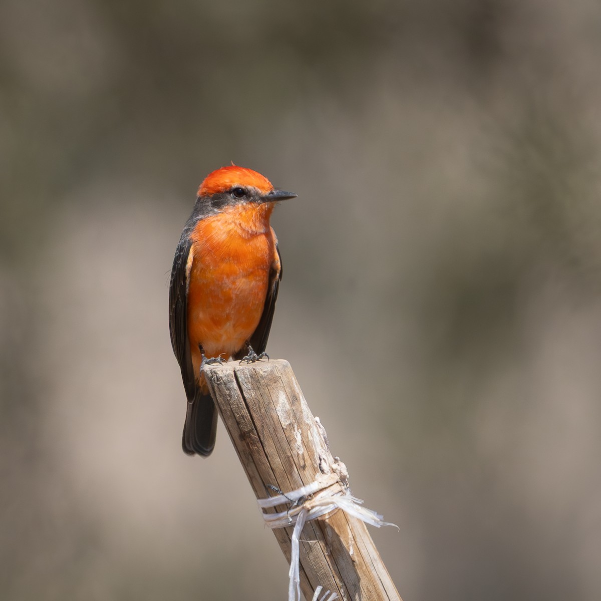 Vermilion Flycatcher - ML633697771