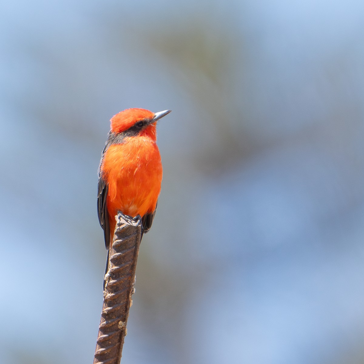 Vermilion Flycatcher - ML633697773