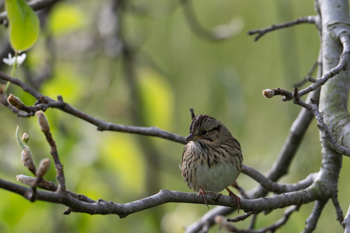 Lincoln's Sparrow - ML633697809