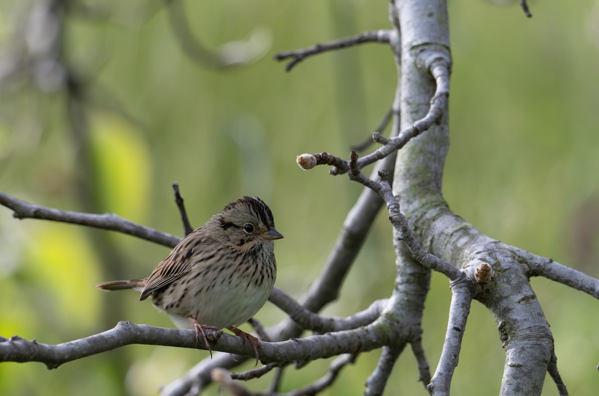 Lincoln's Sparrow - ML633697810