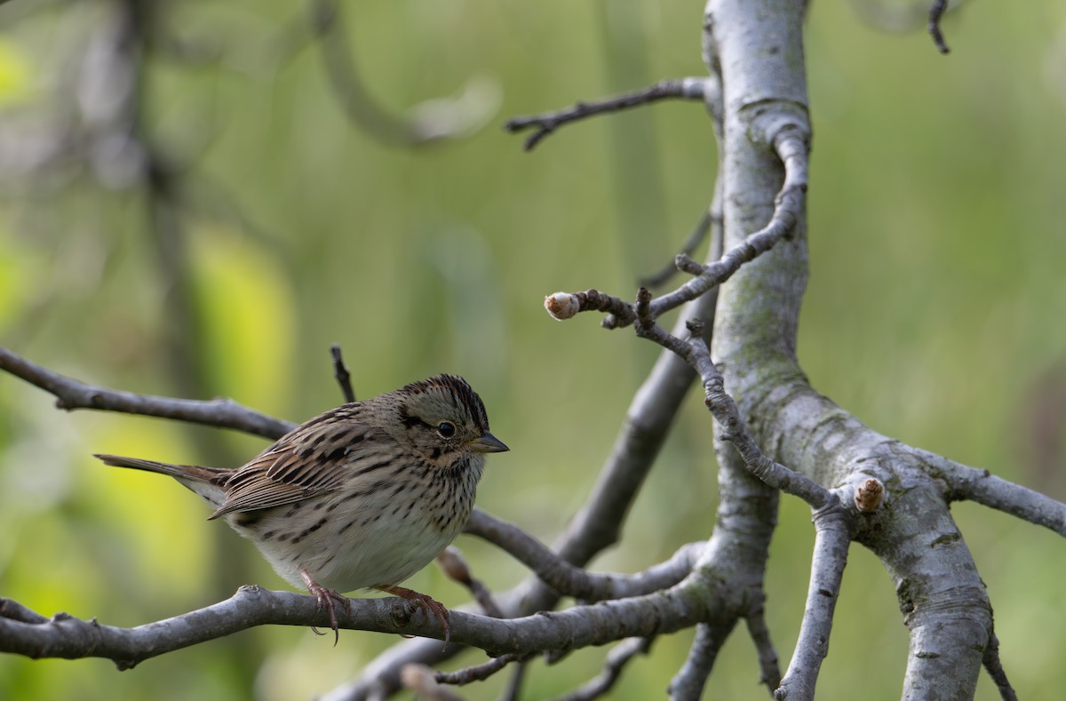 Lincoln's Sparrow - ML633697812