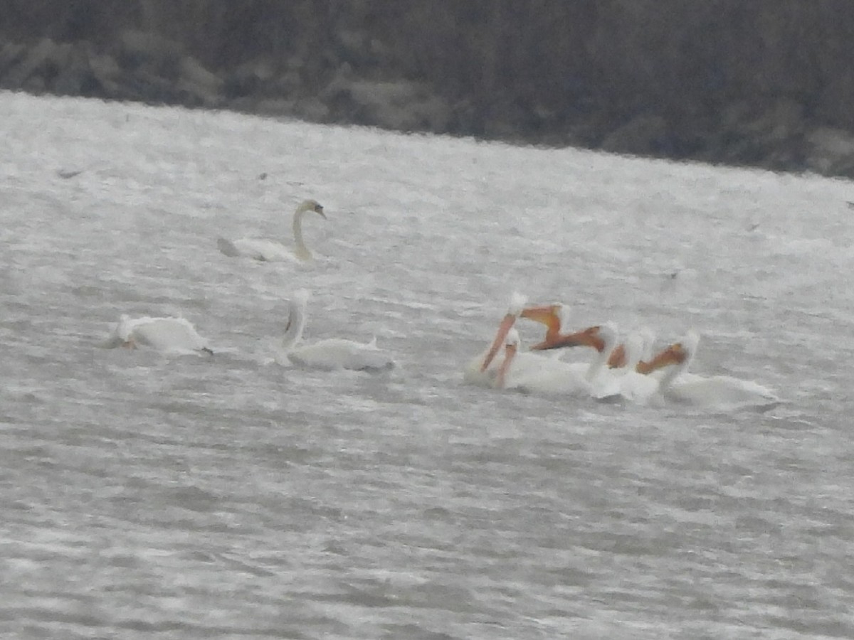 American White Pelican - ML633697830