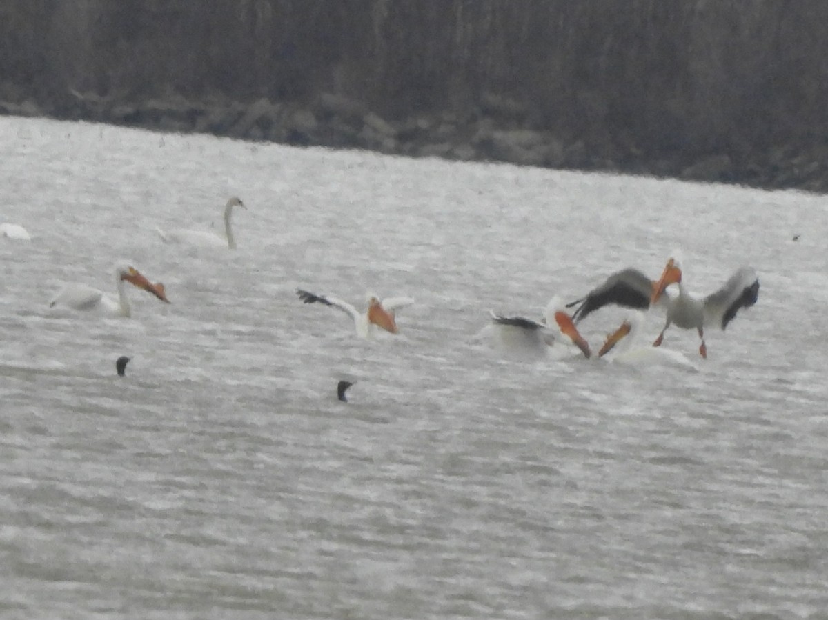 American White Pelican - ML633697831