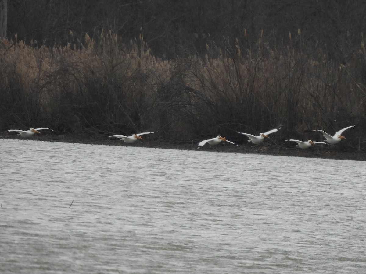 American White Pelican - ML633697840