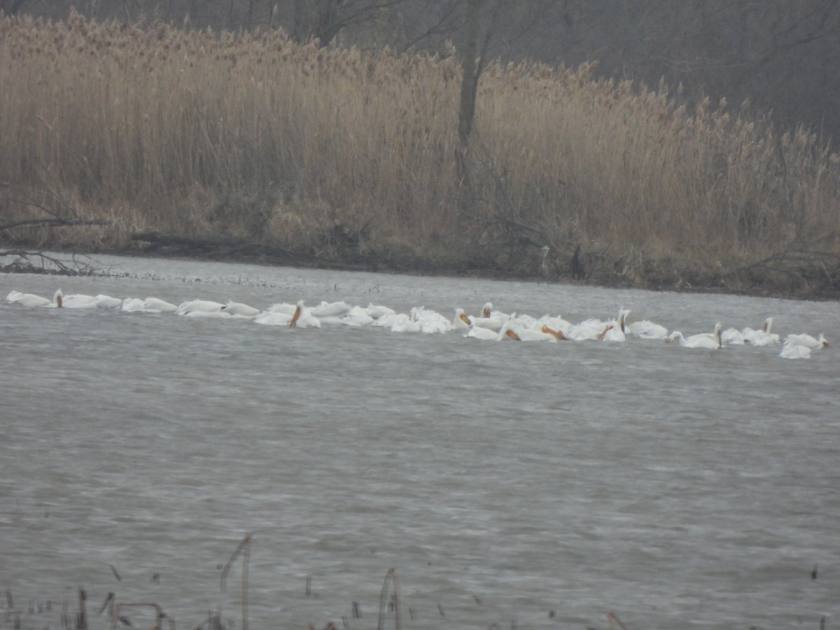 American White Pelican - ML633697842